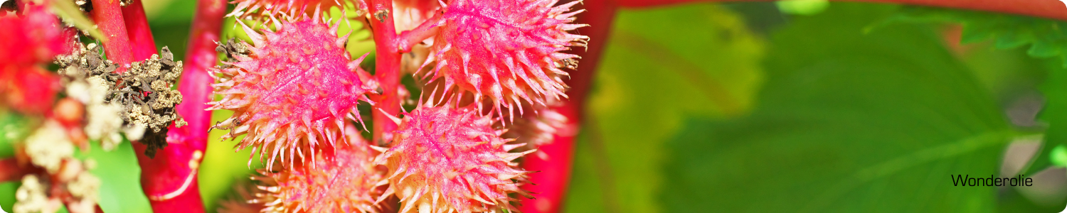 Close-up van de roze, stekelige vruchten van de wonderboom (Ricinus communis) waaruit wonderolie wordt gewonnen.