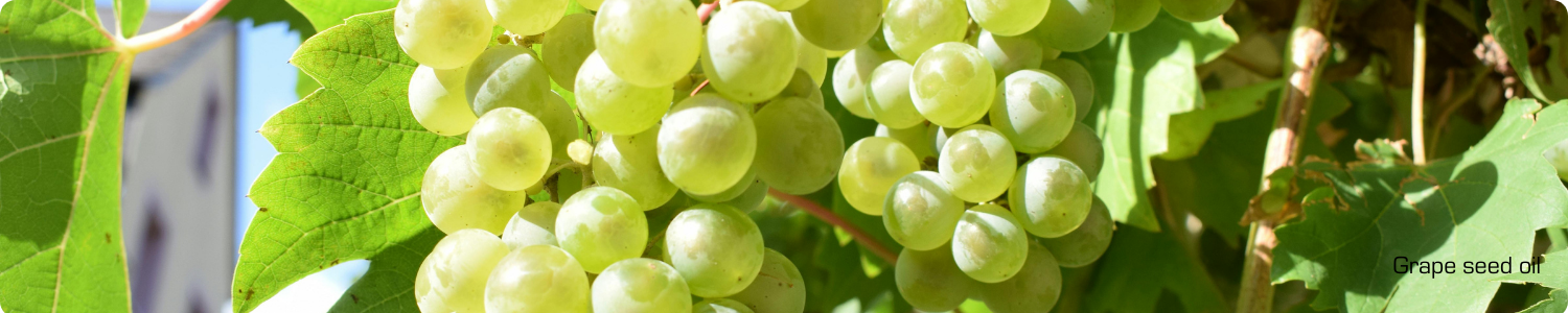 Een tros sappige, groene druiven die aan de wijnrank rijpen in de zon, de natuurlijke bron van grape seed oil