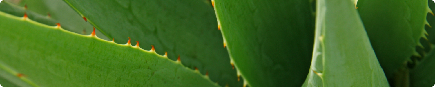 Close up van de groene bladeren van een Aloë Vera plant met kenmerkende stekelige randen