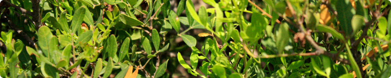 Close-up van de groene bladeren van de Pistacia Lentiscus struik, de natuurlijke bron voor het huidverzorgingsingrediënt NovoRetin.