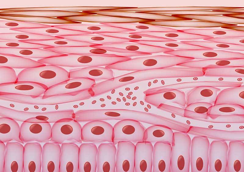 The importance of blood flow in the skin