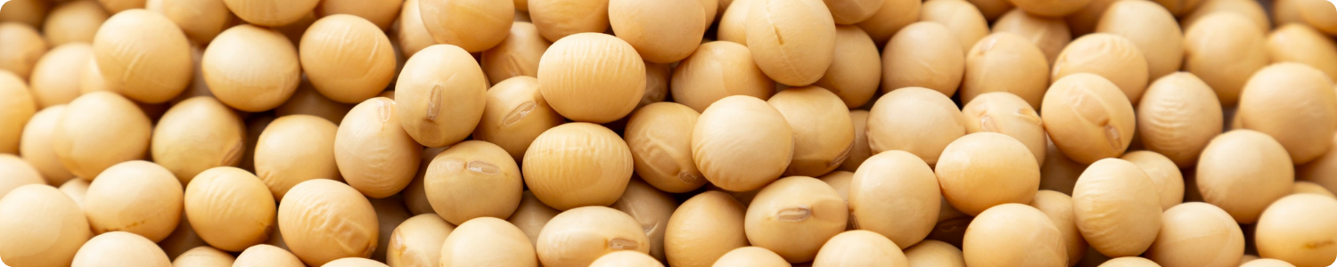 Een close-up foto van een hoop gedroogde, beige sojabonen als basis voor huidverzorgingsproducten.