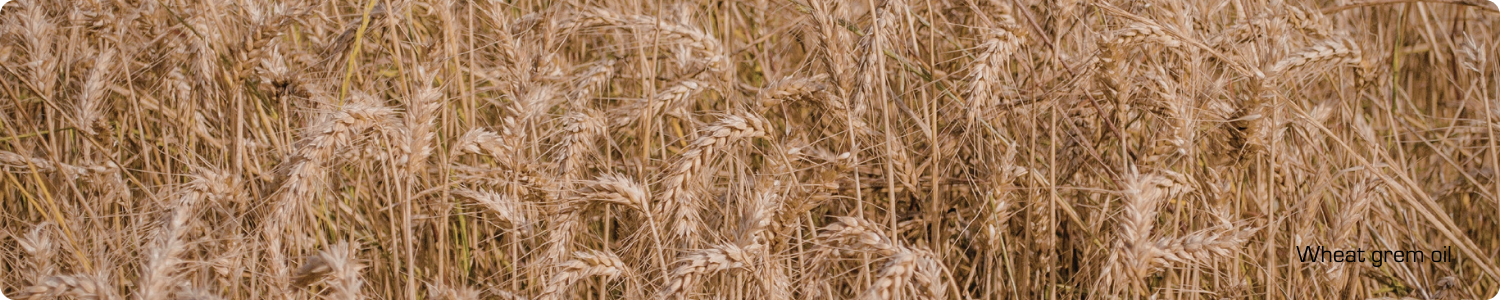 Een close-up van een dicht tarweveld met rijpe, goudbruine aren die klaar zijn voor de oogst van natuurlijke tarwekiemolie.
