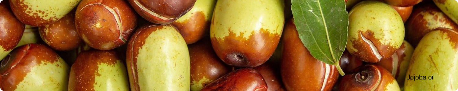 Een gedetailleerde weergave van glanzende, ovale jojoba-vruchten in diverse stadia van rijping, van groen tot diepbruin.