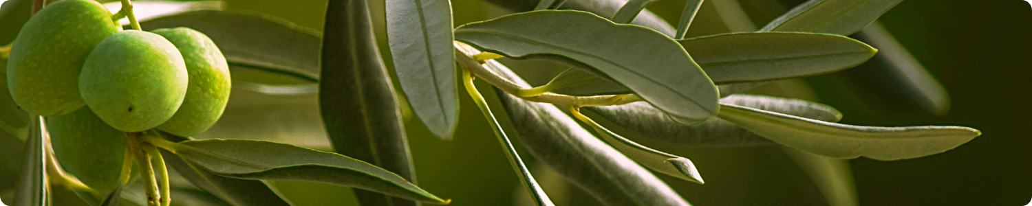 Groene olijven aan een boom met een wazige natuurlijke achtergrond.