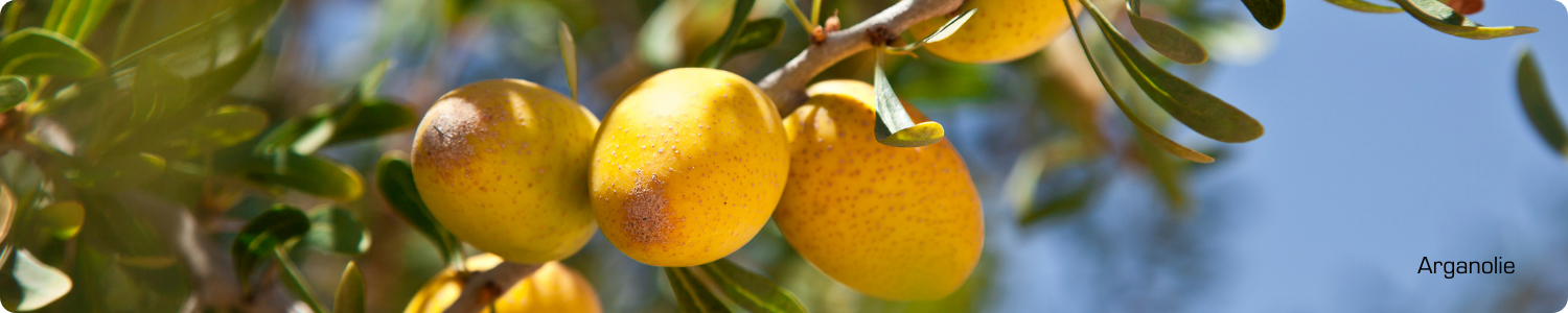 Verse gele arganvruchten die aan een tak van de arganboom hangen tegen een blauwe lucht, de bron van kostbare arganolie.
