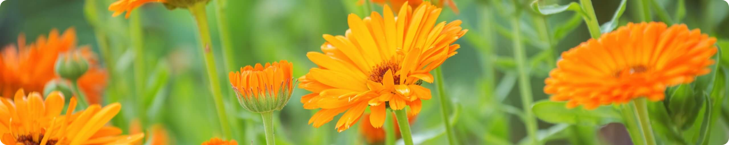 Een horizontaal beeld van helder oranje goudsbloemen (Calendula officinalis) in een groene, natuurlijke omgeving.