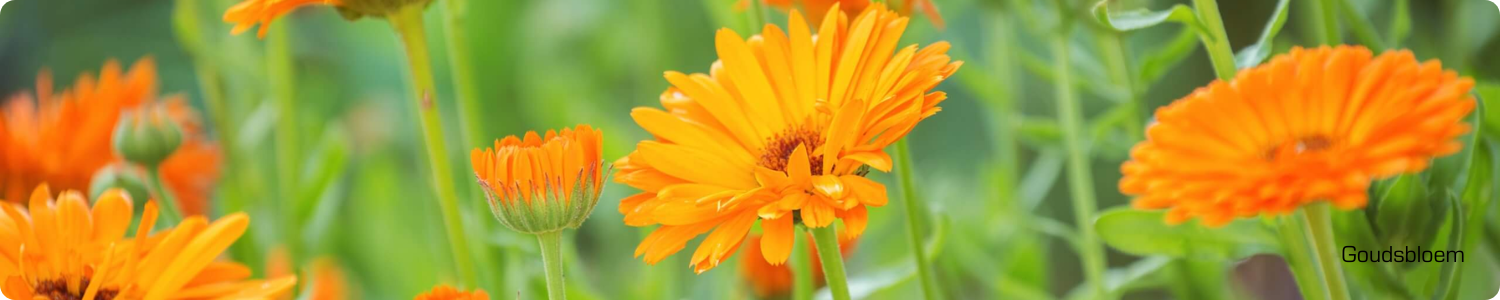 Meerdere bloeiende oranje goudsbloemen (Calendula) in een groene tuin.