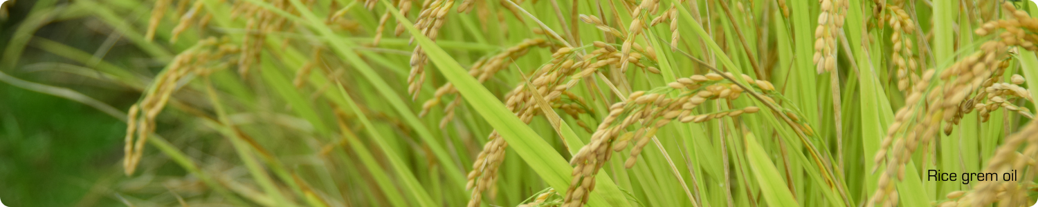 Close-up van goudkleurige rijstplanten met volle aren in een groen veld, de natuurlijke oorsprong van verzorgende rijstkiemolie.