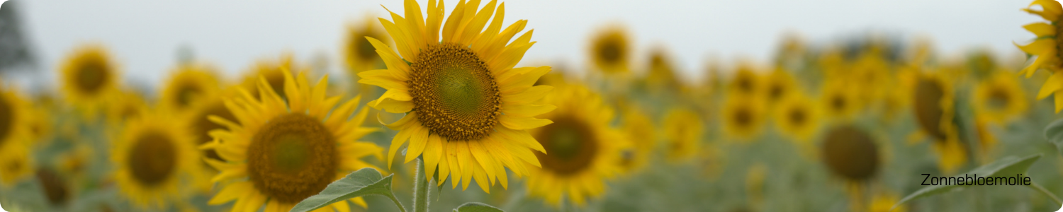 Een uitgestrekt veld vol bloeiende gele zonnebloemen onder een bewolkte lucht, de natuurlijke bron van zonnebloemolie.