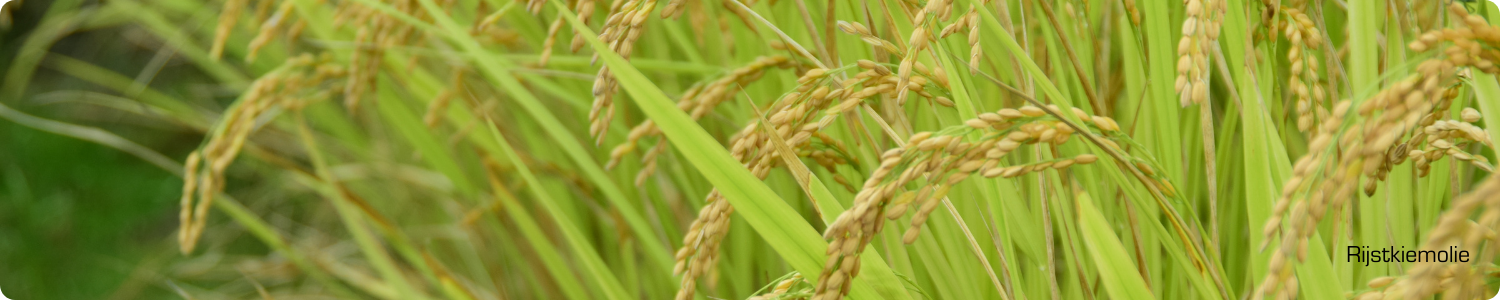 Close-up van goudgele rijsthalmen in een veld, de bron van rijstkiemolie.